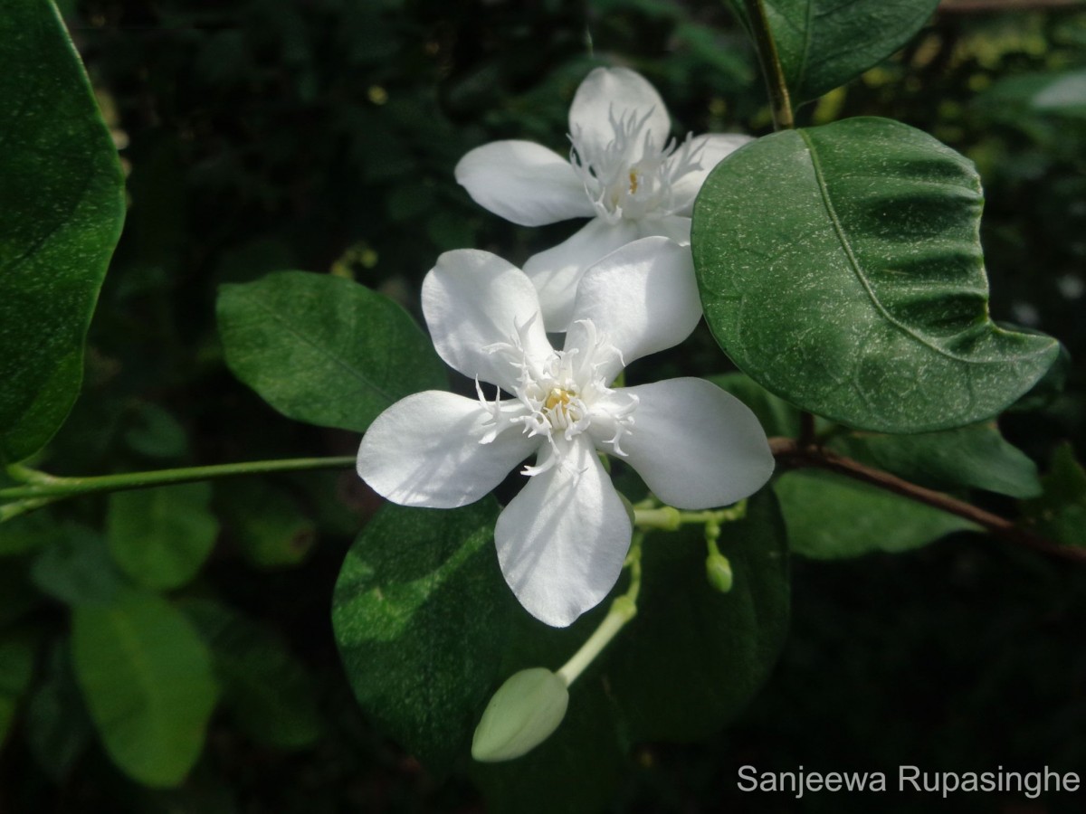 Wrightia antidysenterica (L.) R.Br.